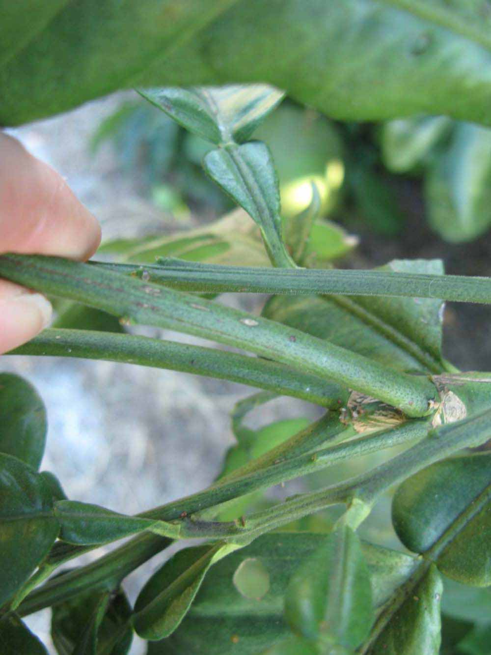            First year twig (Winter Haven, FL)   